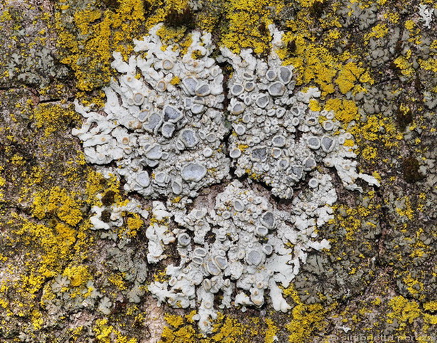 Licheni del parco sotto casa
